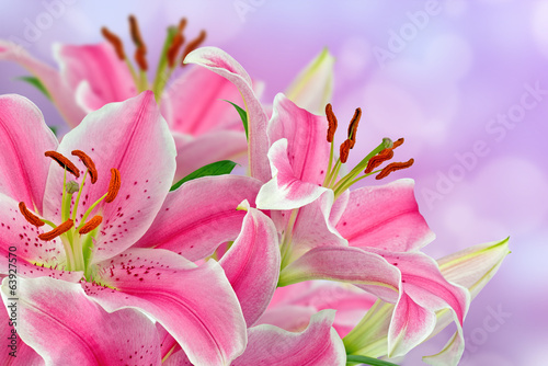 Plakat roślina bukiet kwitnący kwiat flora
