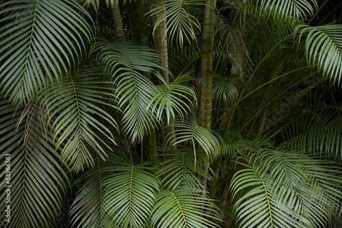 Naklejka brazylia natura palma drzewa roślina
