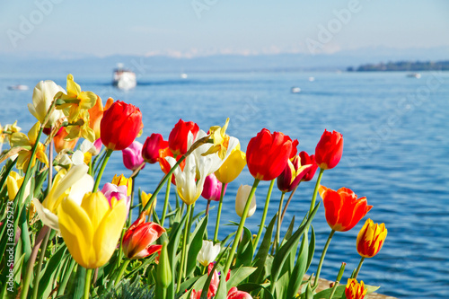 Fototapeta amsterdam tulipan ładny