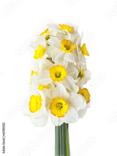 Obraz na płótnie narcyz kwiat piękny świeży