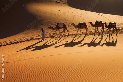 Naklejka transport zwierzę arabian