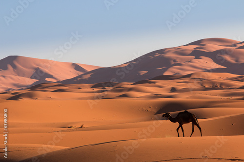 Fototapeta słońce transport arabian pustynia wydma