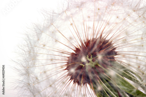 Obraz na płótnie natura kwiat mniszek roślina