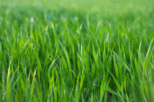 Fototapeta trawa pole spokojny rolnictwo pejzaż