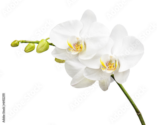 Plakat roślina miłość kwiat storczyk