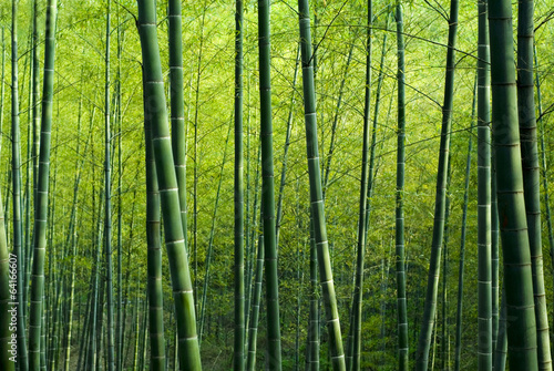 Plakat bambus roślina azja
