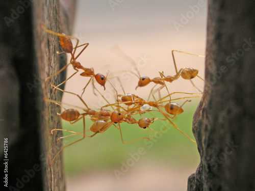 Fotoroleta most pomoc współpracy mrówka