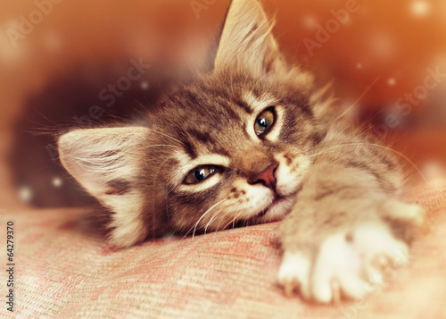 Obraz na płótnie oko kociak piękny zwierzę kot