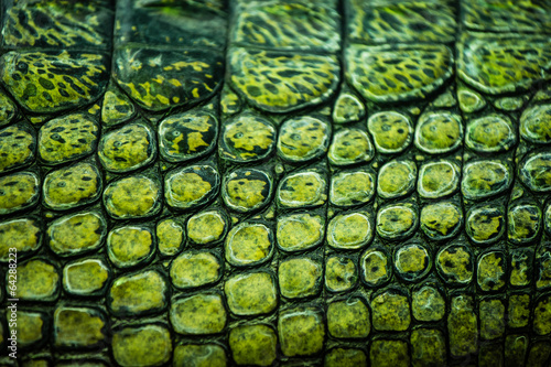 Fotoroleta aligator zwierzę ciało