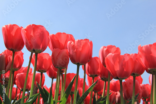 Plakat bukiet tulipan holandia pole