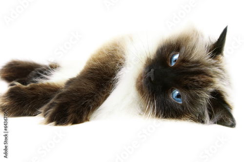 Fototapeta zwierzę oko kot himalayan felino