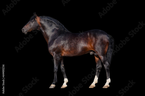 Fotoroleta koń zwierzę ruch portret