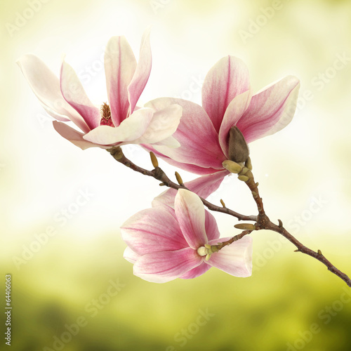 Plakat magnolia obraz roślina