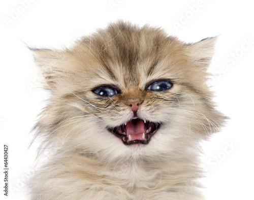 Plakat kociak kot zwierzę włos płacz