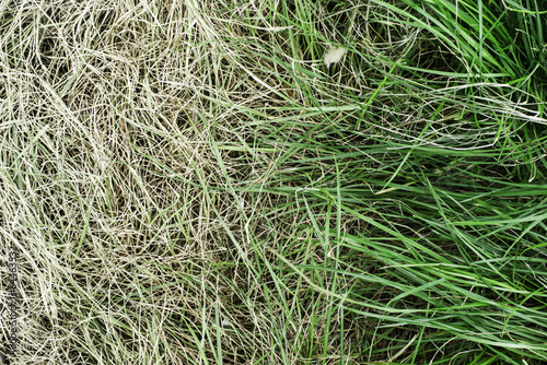 Fotoroleta natura wiejski łąka roślina trawa