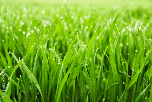 Naklejka trawa roślina rolnictwo zboże