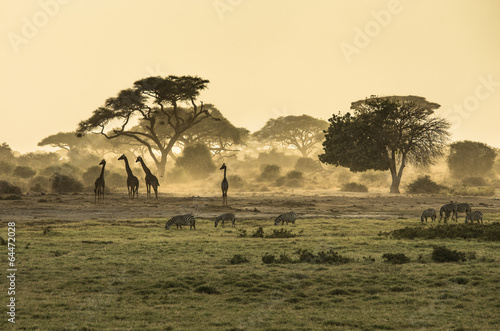 Plakat afryka safari żyrafa sawannowy sylwetka