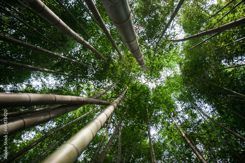 Fotoroleta bambus pionowy  