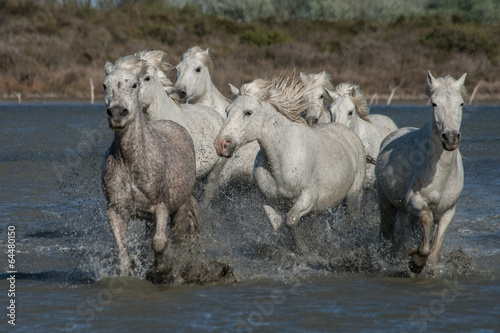 Fotoroleta stado woda koń