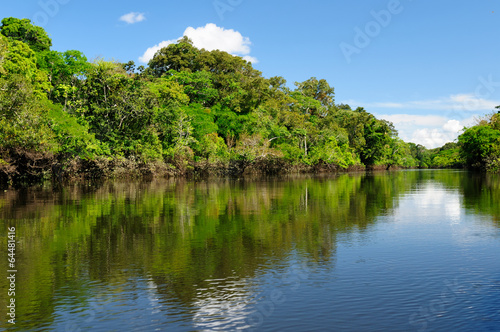 Plakat las tropikalny woda brazylia