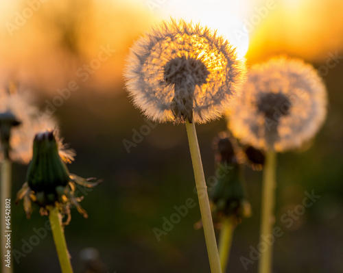 Fototapeta kwiat słońce świt lato natura