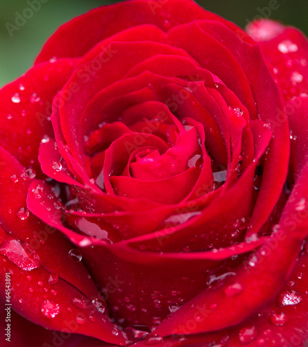 Naklejka rosa roślina bukiet miłość francja