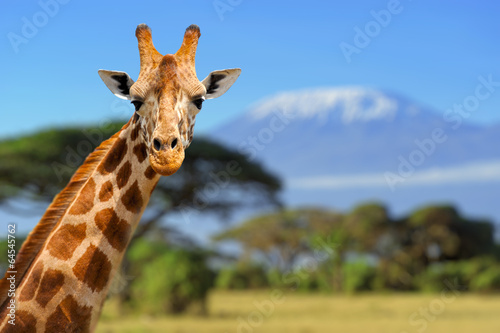 Fototapeta safari lato dzikie zwierzę