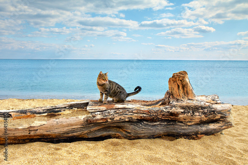 Fototapeta Kot nad brzegiem morza