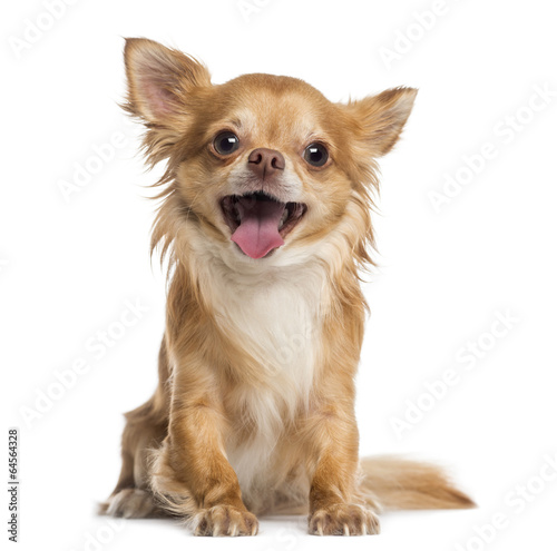 Obraz na płótnie chihuahua zwierzę usta