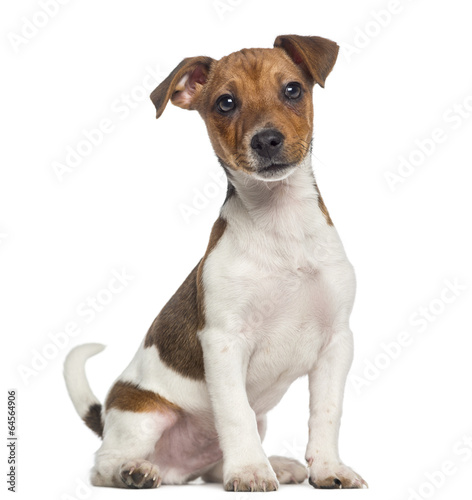 Plakat pies szczenię zwierzę ssak