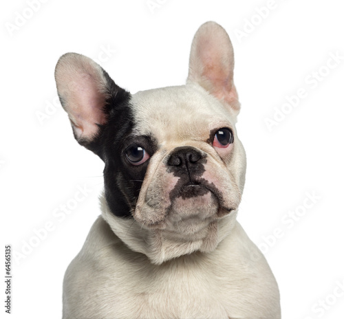 Naklejka zwierzę pies ssak portret buldog francuski