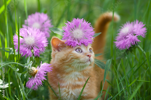 Obraz na płótnie ssak piękny trawa lato