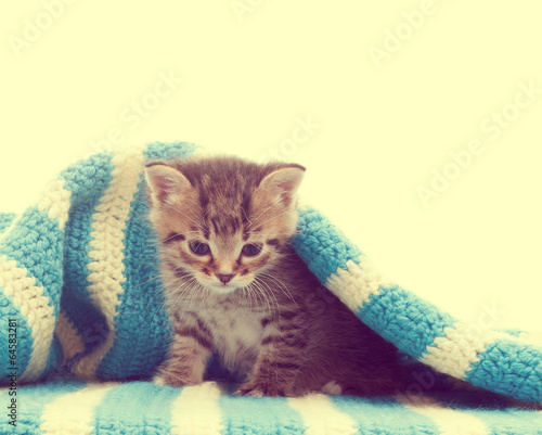 Fototapeta Uroczy kociak pod błękitnym kocykiem