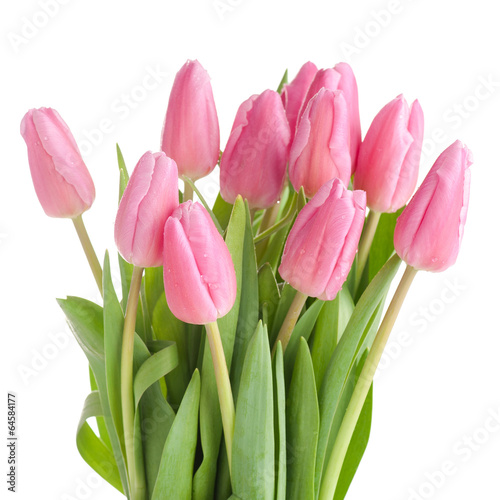 Plakat pąk piękny kwiat tulipan świeży