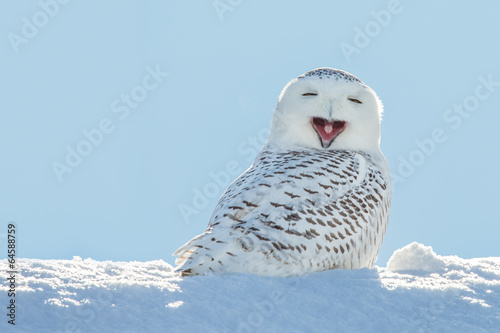 Fotoroleta sowa zwierzę ptak śnieg natura