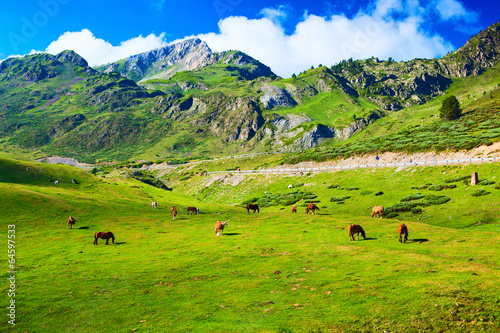 Fotoroleta trawa piękny europa wzgórze lato
