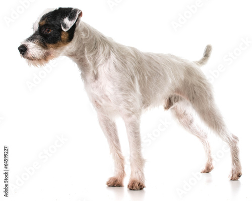 Naklejka portret ładny pies zwierzę