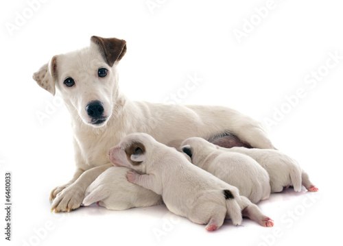 Fotoroleta zwierzę pies szczenię