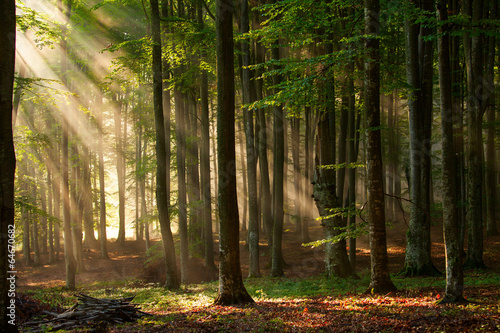 Naklejka Jesienny las w promieniach słońca
