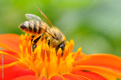 Plakat rolnictwo natura pszczelarstwo produkt miód