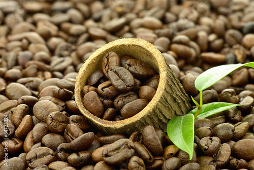 Naklejka świeży ziarno kawa roślina