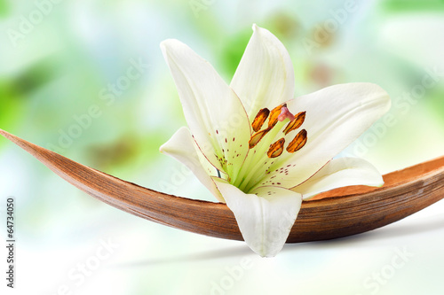 Obraz na płótnie Piękna biała lilia na liściu palmy kokosowej