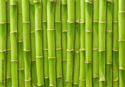 Obraz na płótnie roślina las azjatycki bambus