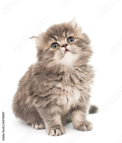 Plakat kociak ładny portret