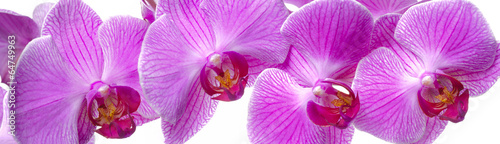 Fotoroleta roślina egzotyczny tropikalny fiołek piękny