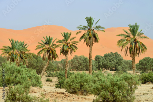 Fototapeta krajobraz palma natura afryka pejzaż