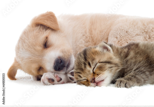 Plakat labrador kociak kot ładny szczenię