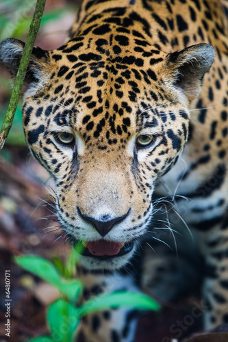 Naklejka ameryka brazylia natura meksyk jaguar