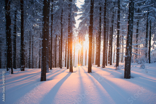 Fototapeta Zimowy las o zachodzie słońca