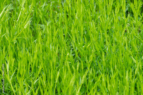 Fototapeta ogród łąka trawa lato pejzaż